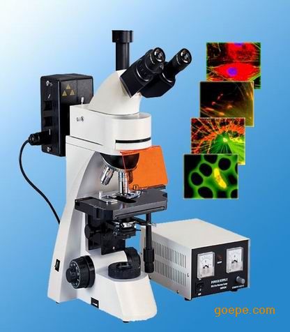 东莞荧光显微镜,成像清晰、明亮,视野广阔