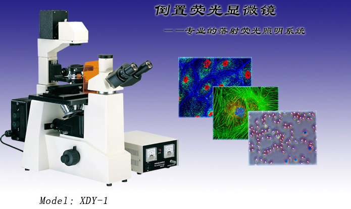 00/台                   xdy-1三目倒置荧光显微镜