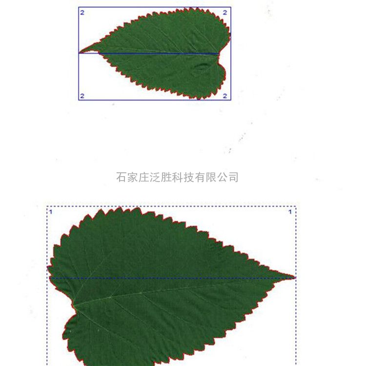ʤҶƬͼFS-leaf1000