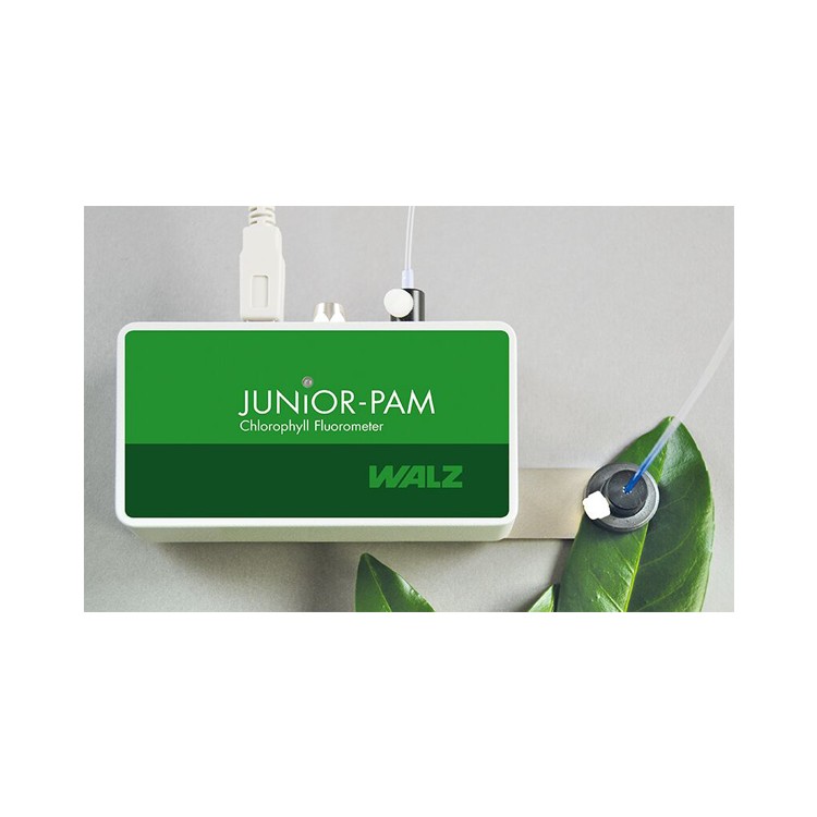 ¹WALZ JUNIOR-PAM ѧҶӫ