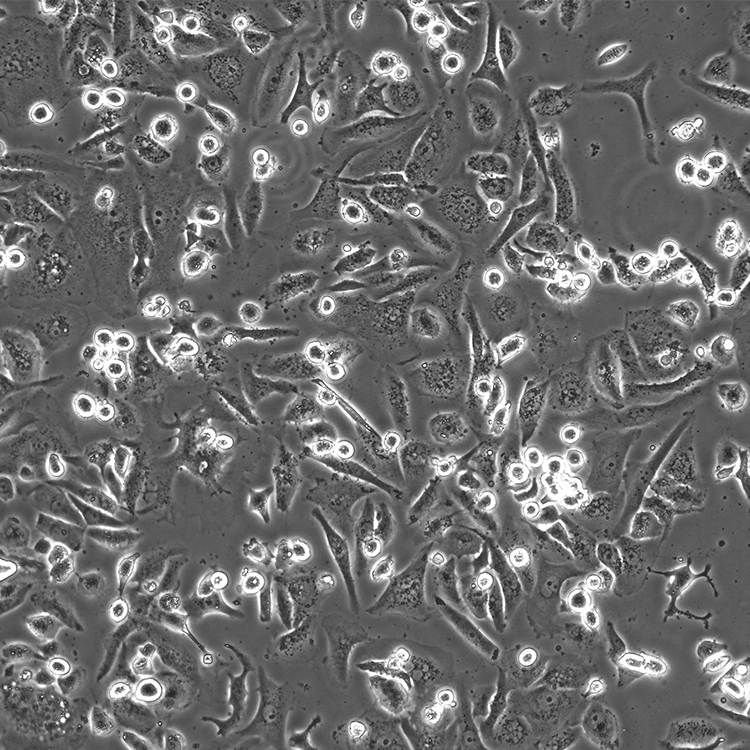 ŷΰϸϵMDA-MB-231 ɼҩ